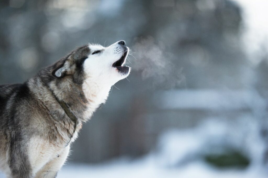 alaskan malamute w śniegu wyje