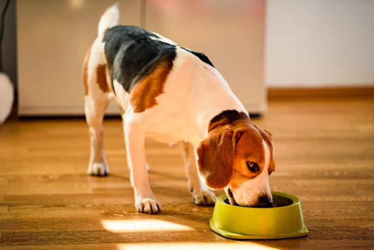 Pies z alergią pokarmową jedzący karmę