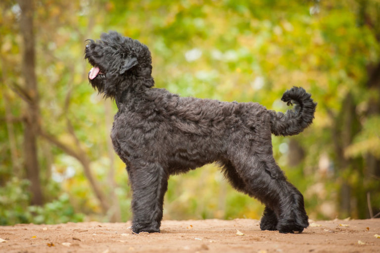 Black russian terrier