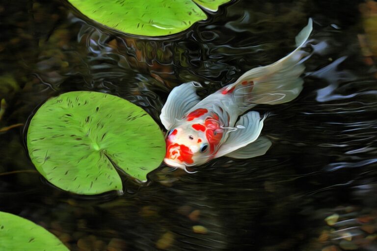 Karp koi pływający w stawie