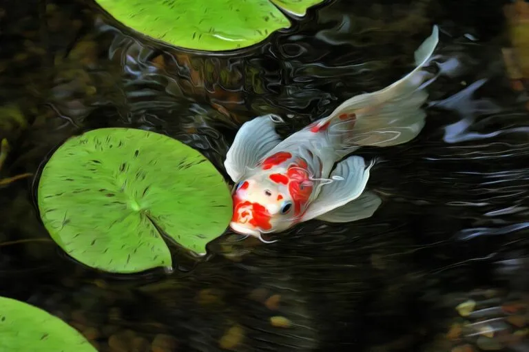 Karp koi Karp koi pływający w stawie