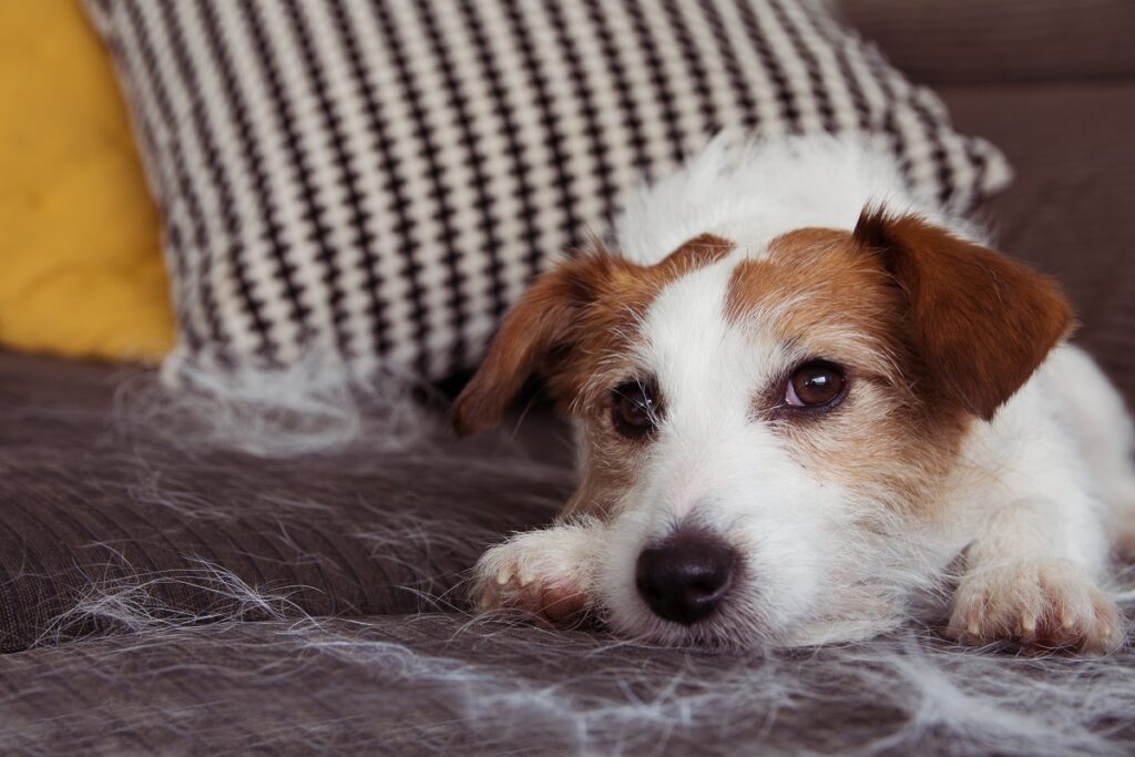 Liniejący pies na kanapie Liniejący jack russell terrier na kanapie