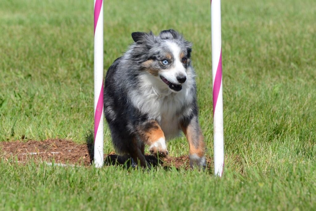 Miniaturowy owczarek amerykański podczas psiego sportu