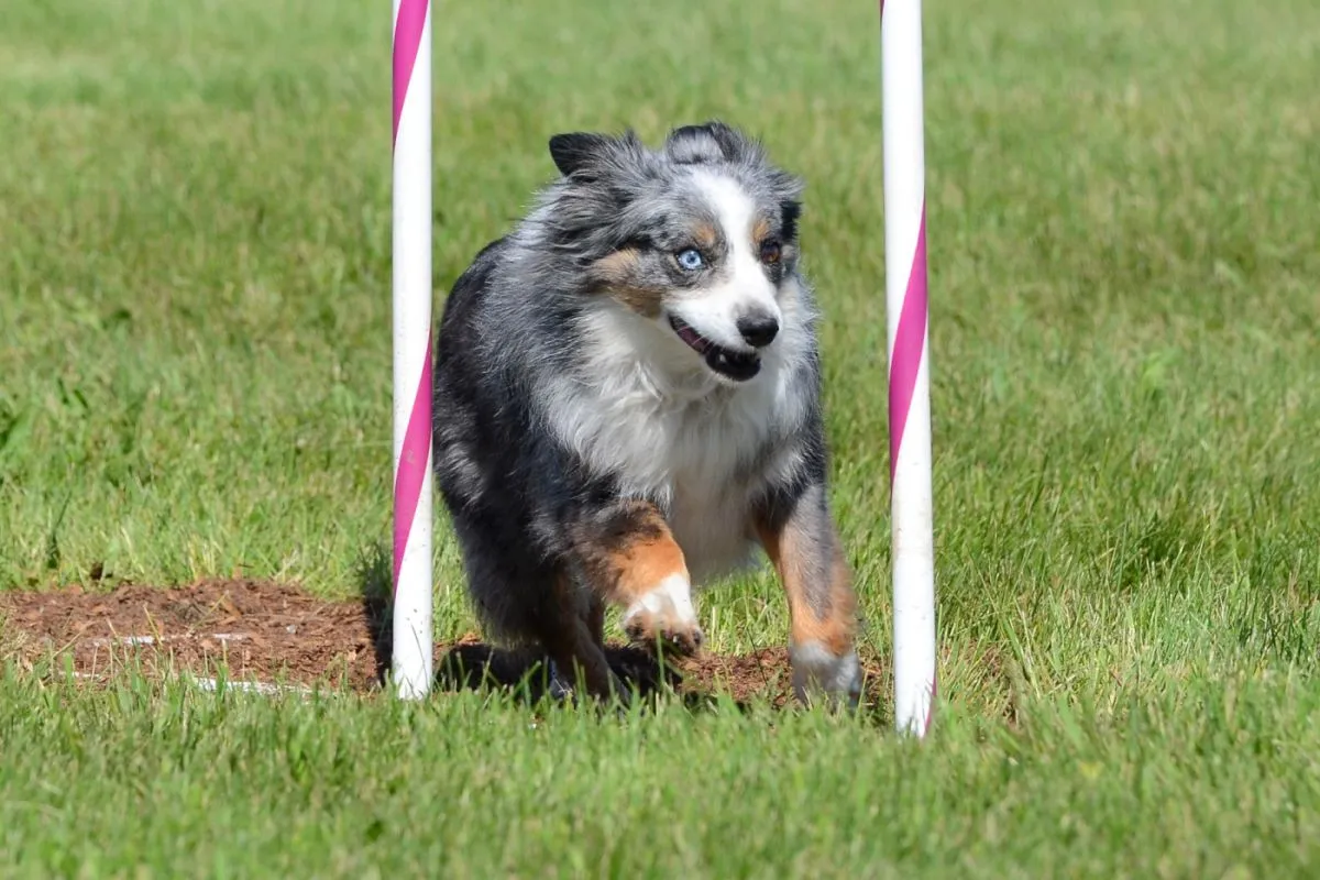 Miniaturowy owczarek amerykański podczas treningu agility Miniaturowy owczarek amerykański podczas psiego sportu