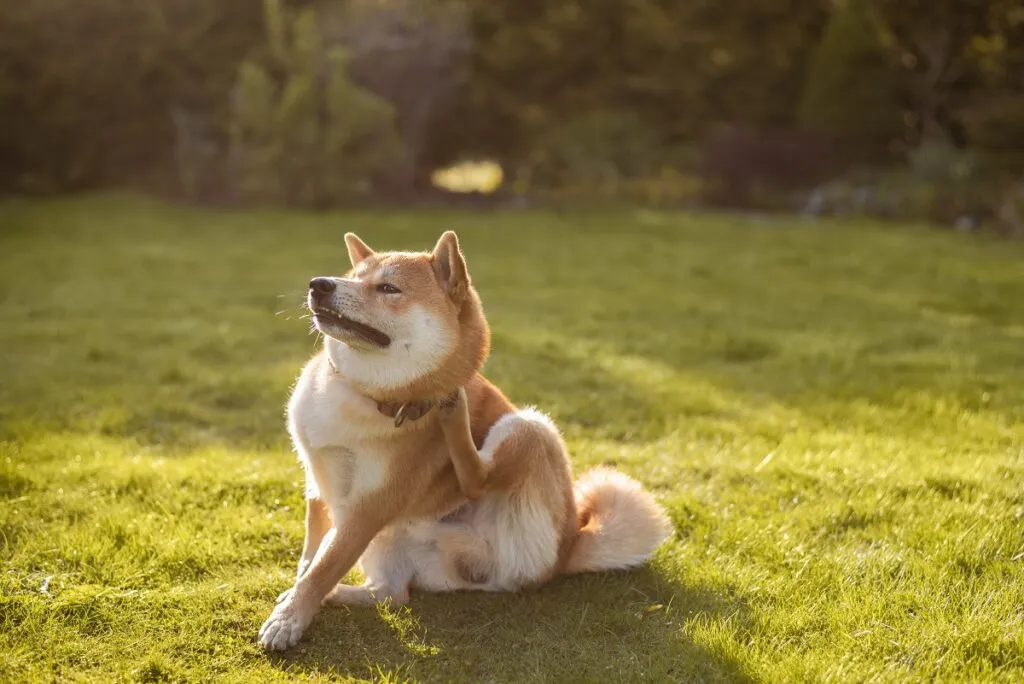 Pies cierpiący na alergię pokarmową Shiba inu z alergią pokarmową