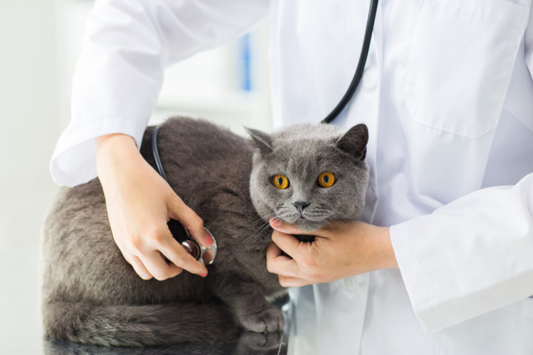 Kot cierpiący na problemy trawienne u lekarza weterynarii
