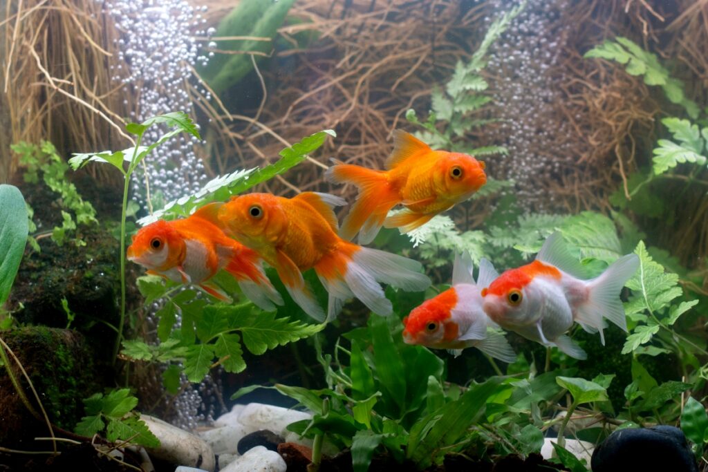 Złote rybki pływające w akwarium
