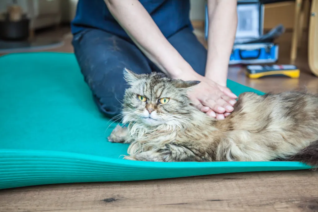 kot u fizjoterapeuty kot cierpiący na choroby kości i stawów