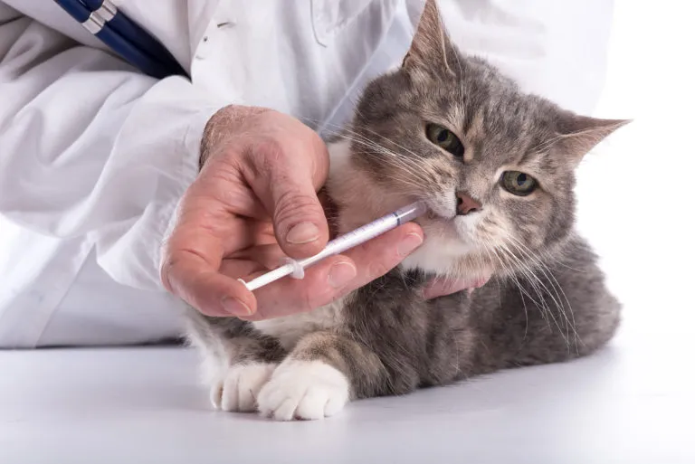robaki u kota preparat odrobaczający dla kota