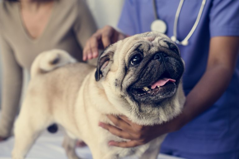 Pies z infekcją bakteryjną u lekarza weterynarii