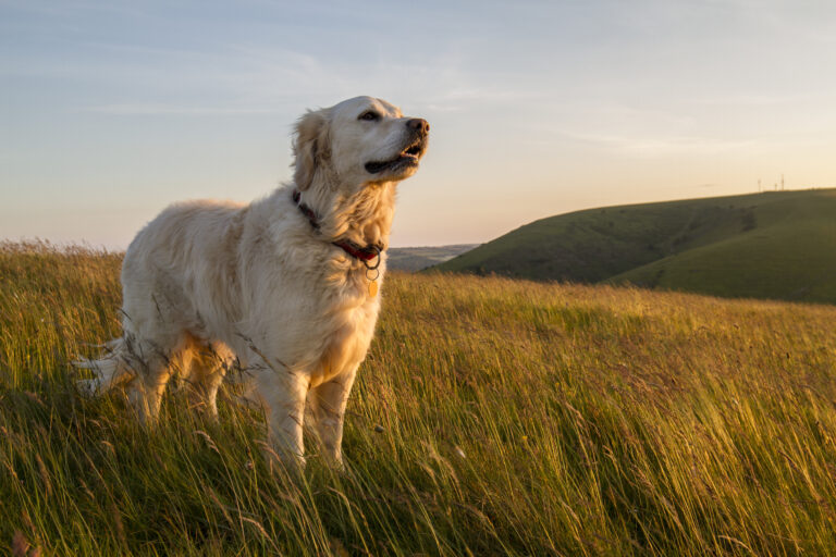 Kokcydioza u golden retrievera