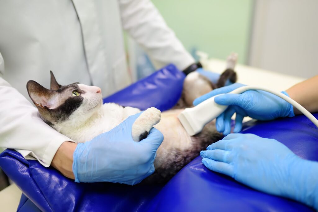 Kot z zespołem Cushinga u lekarza weterynarii