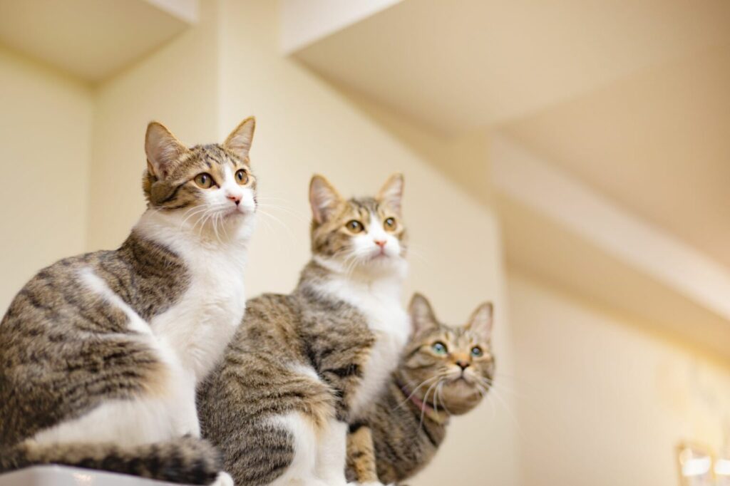 Trzy koty w domu