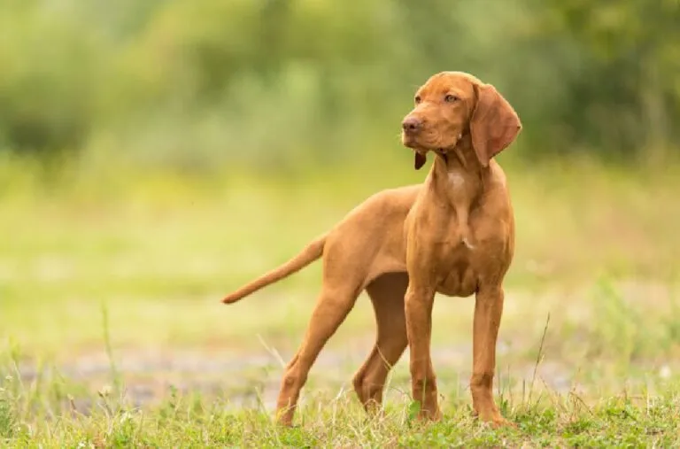 Magyar Vizsla Magyar Vizsla