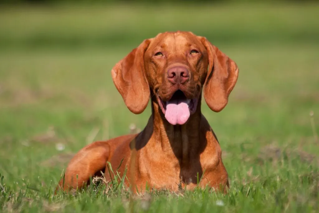 Magyar Vizsla w plenerze wyżeł węgierski złote umaszczenie