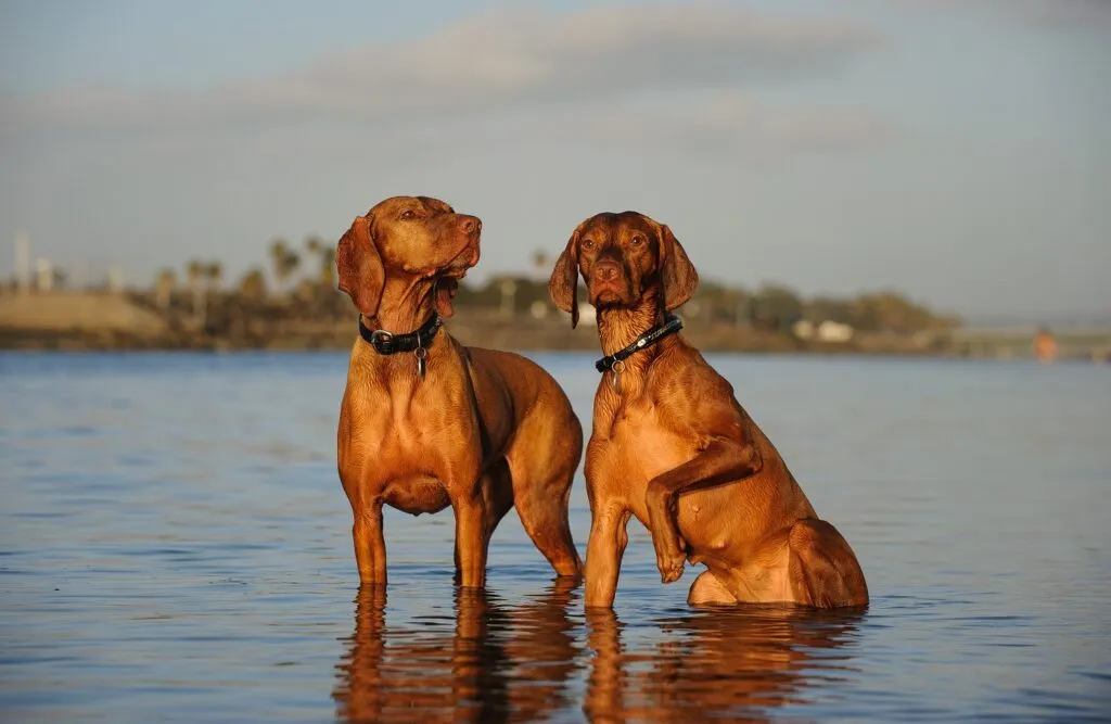 Magyar Vizsla w wodzie Magyar Vizsla wyżeł węgierski szorstkowłosy nad wodą