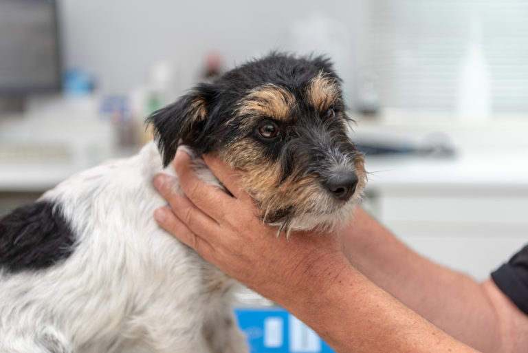 Lekarz weterynarii badający psa z niedoczynnością tarczycy