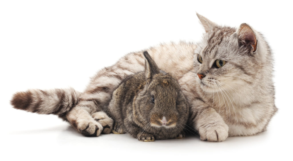 kot i królik szare