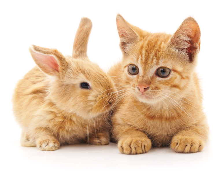 kot i królik pod jednym dachem