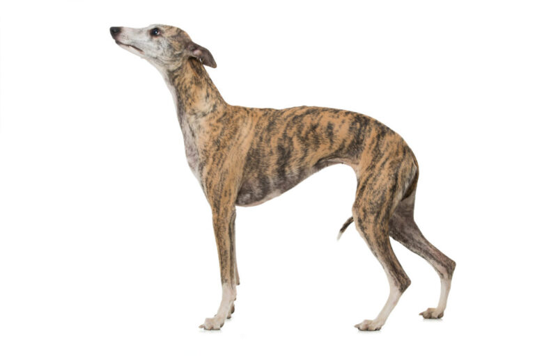 pies rasy Whippet