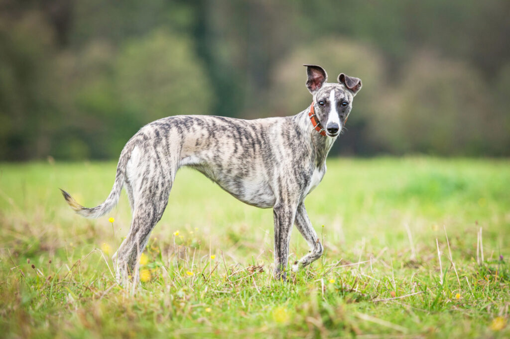whippet w trawie sporty dla whippeta