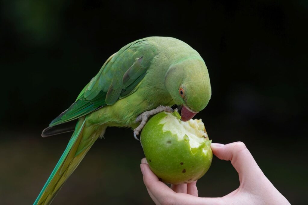 Psittacula krameri jedząca jabłko