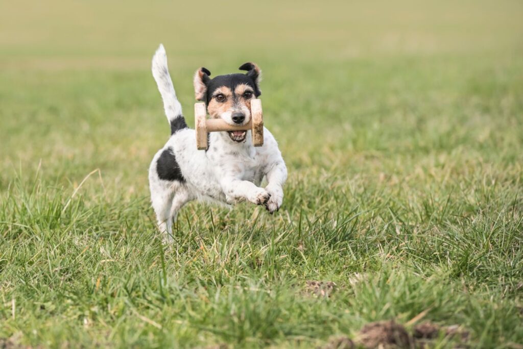 Jack Russell z aportem w pysku Aportujący Jack Russell