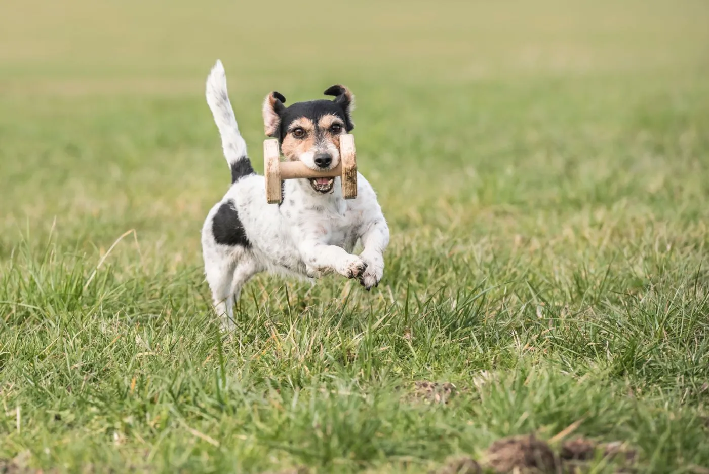 Jack Russell z aportem w pysku Aportujący Jack Russell