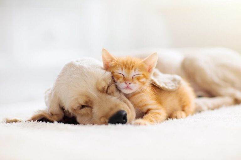Kot i pies śpiące razem