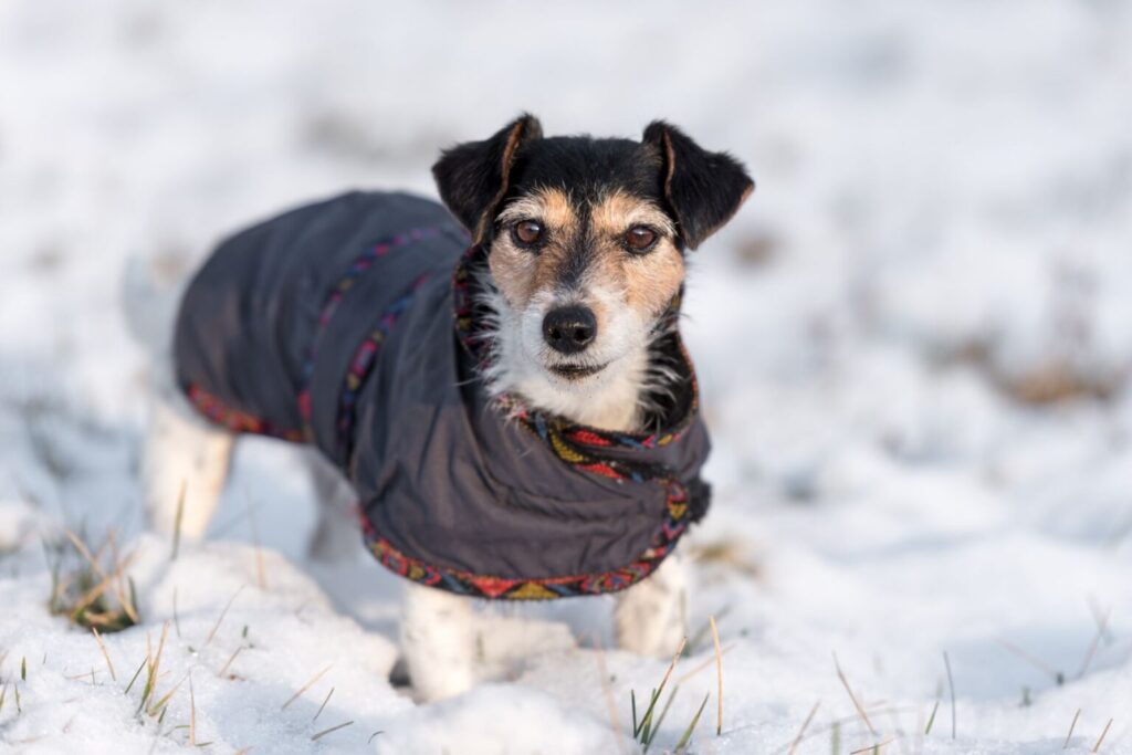 Pies na spacerze w zimie