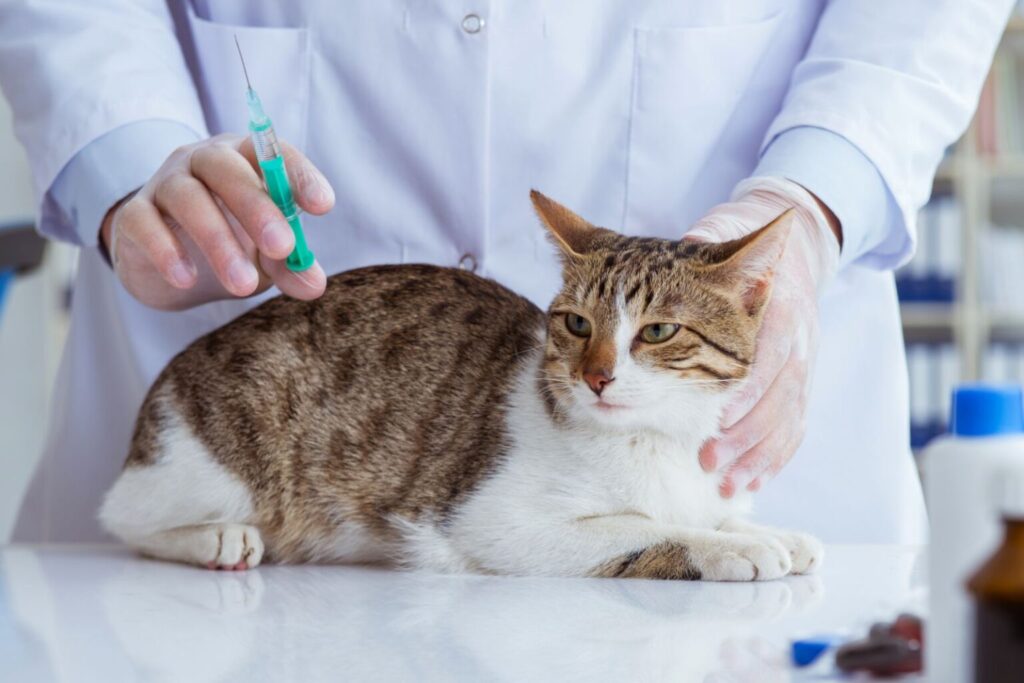 Kot szczepiony przeciwko kaliciwirusowi