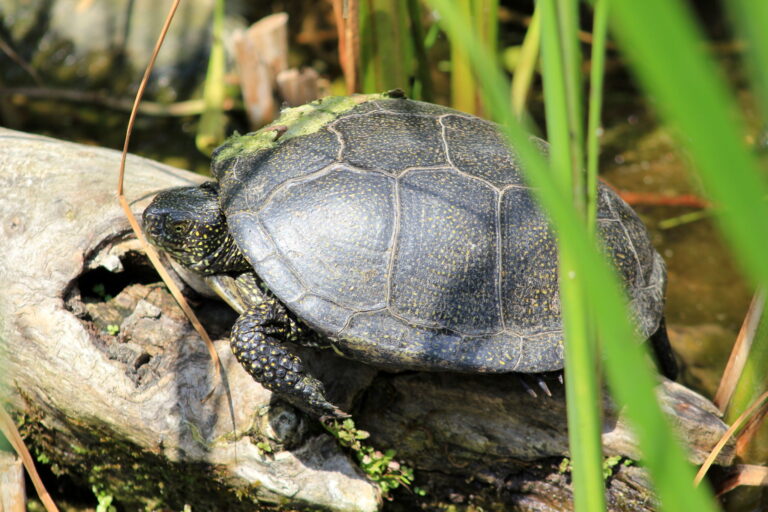 Żółw błotny (Emys orbicularis)