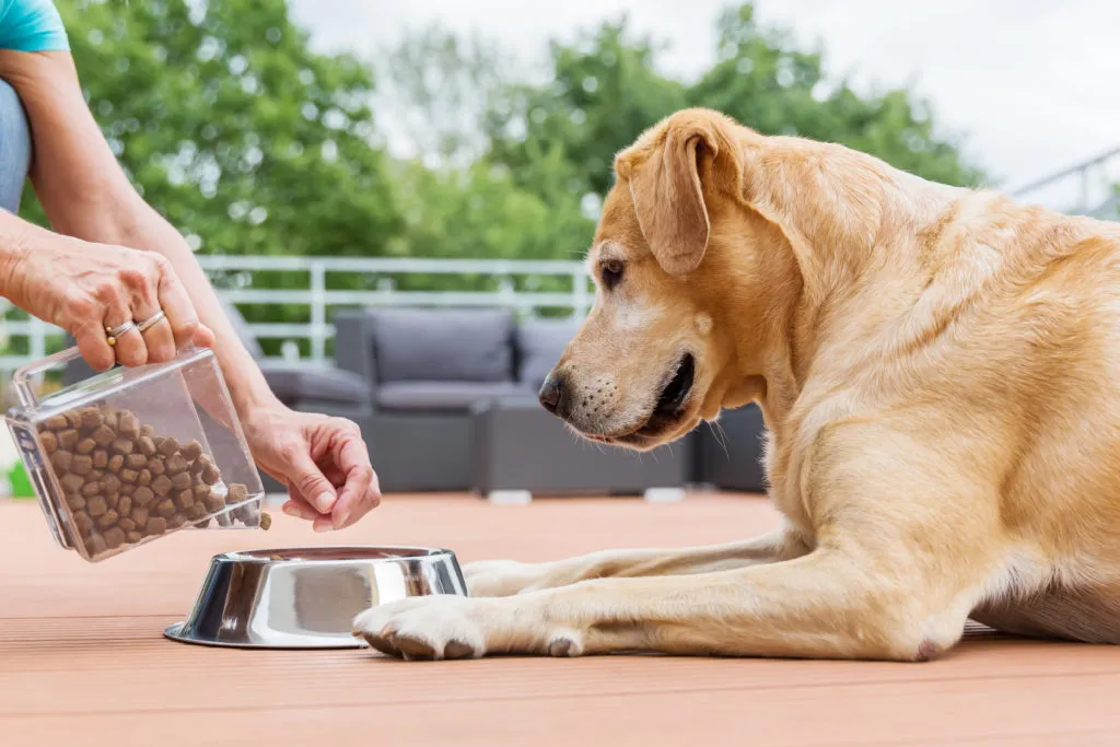 labrador czeka na jedzenie karma sucha dla labradora