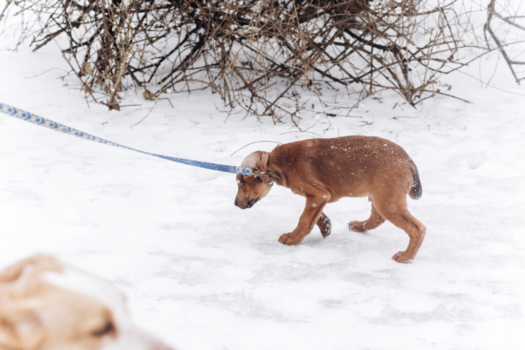 lękliwy pies na śniegu