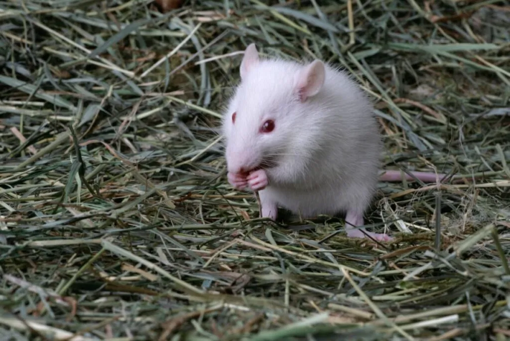 biała mysz domowa myszka albinos