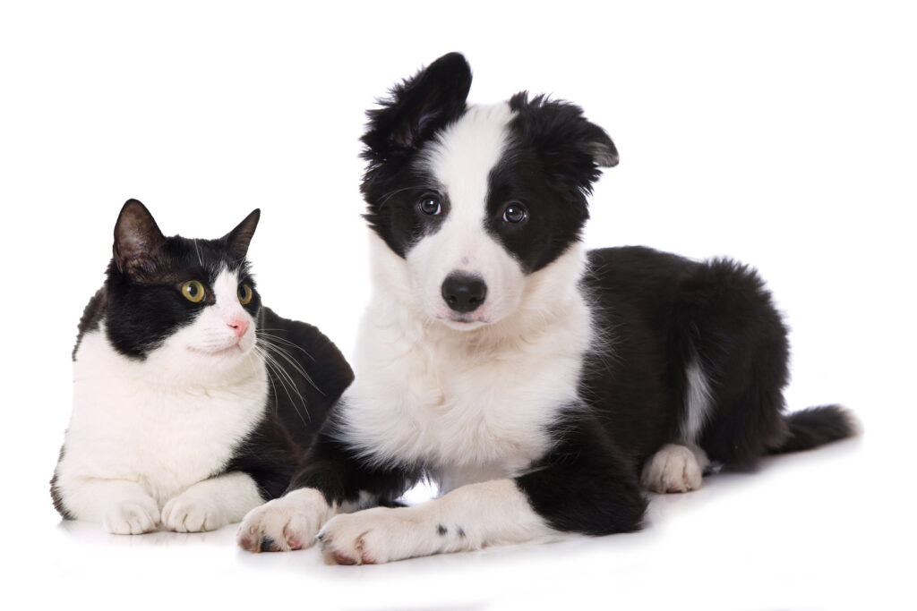 biało-czarny pies i kot