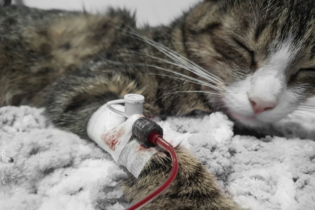 transfuzja krwi u kota chorującego na niedokrwistość