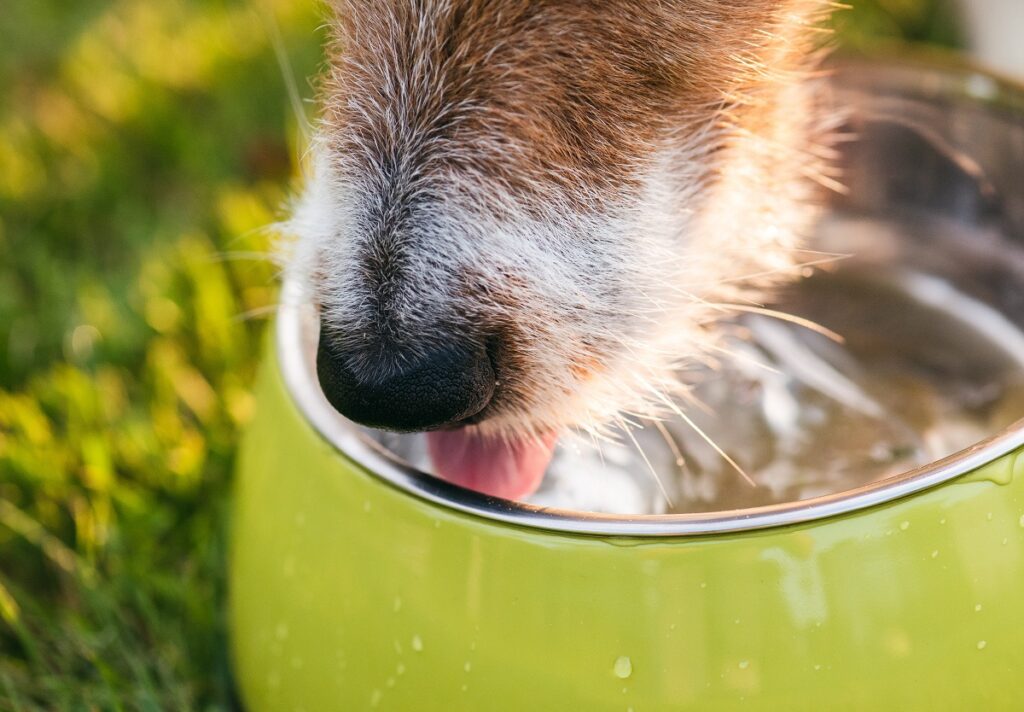 woda w misce psa