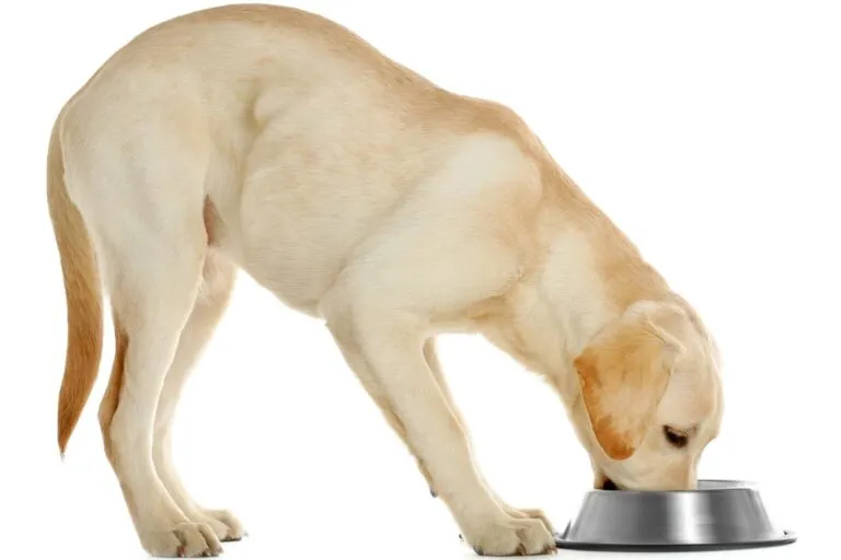 Prawidłowe żywienie labradora retrievera pożywienie labradora retrievera