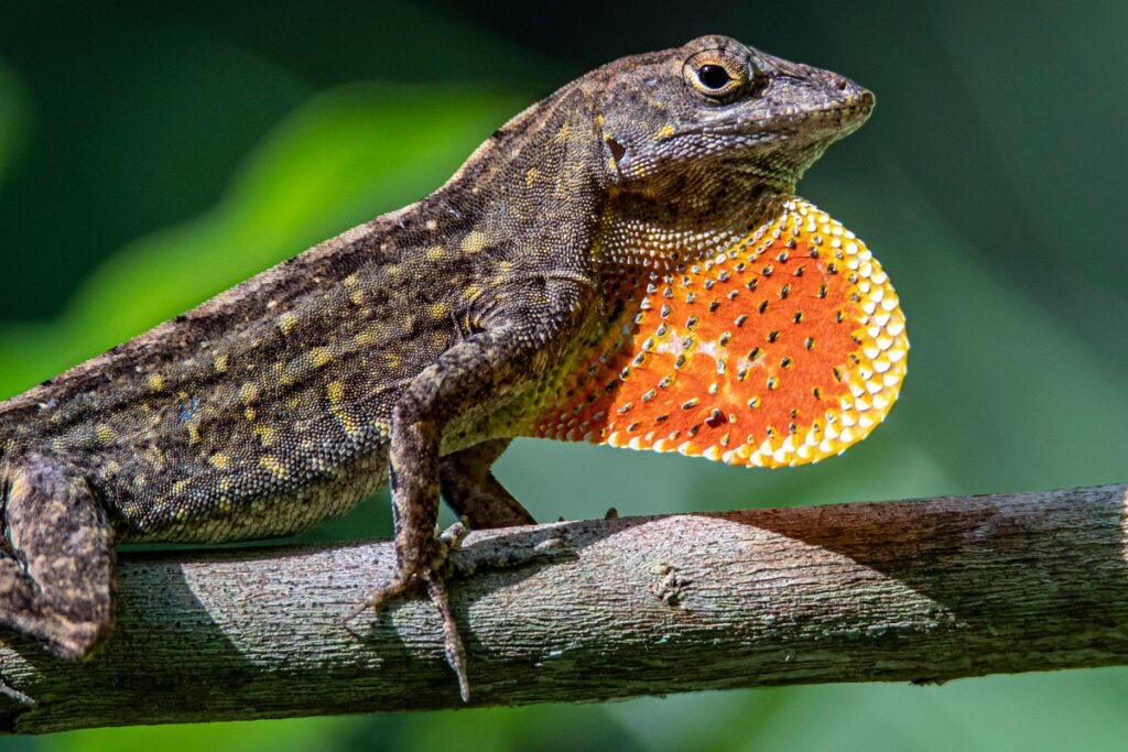 Anolis ze zmienionym ubarwieniem na brązowe