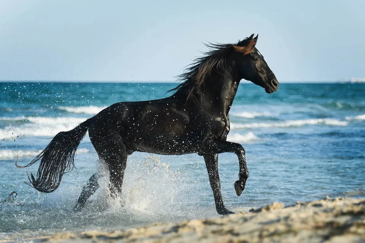 Koń berberyjski na plaży Berber na plaży