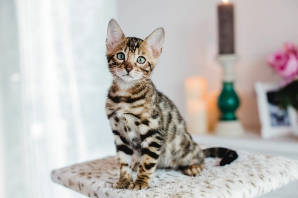 Kot bengalski Kot bengalski w mieszkaniu