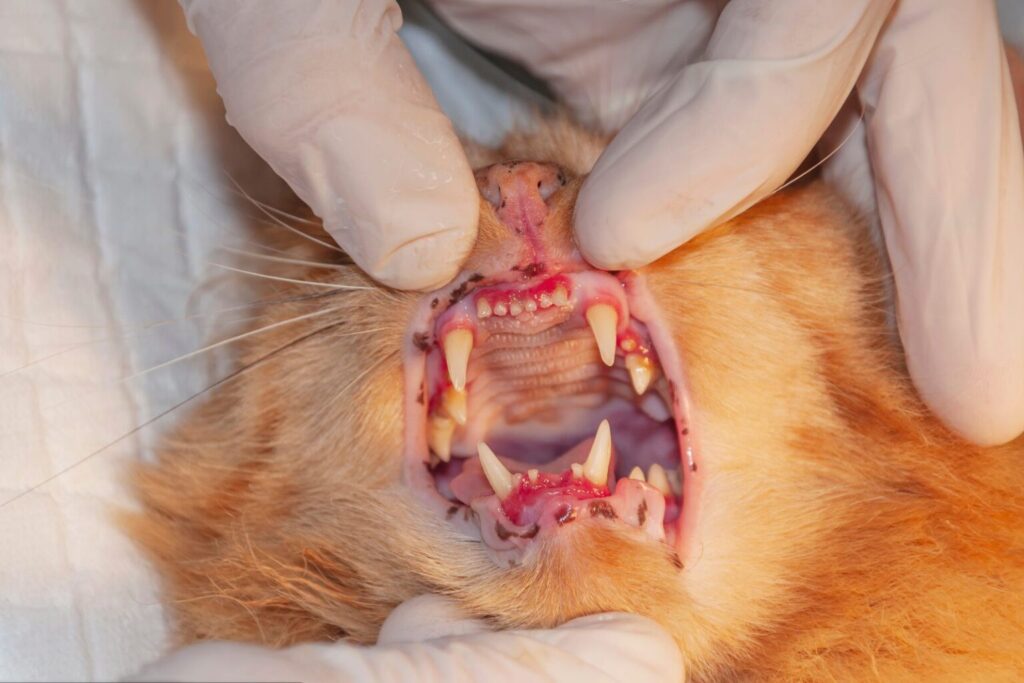 Kot zainfekowany FeLV