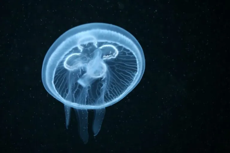 Meduza Meduza księżycowa