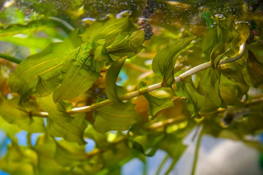 Moczarka w akwarium Elodea w akwarium