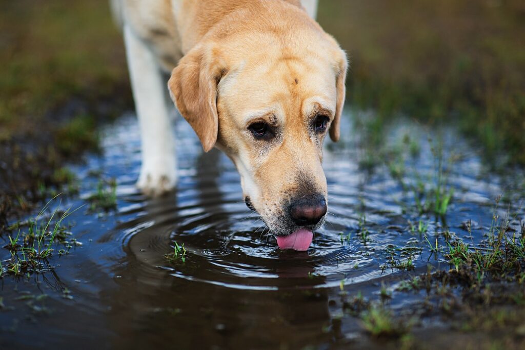 Pies pijący wodę z kałuży w lesie Labrador pijący wodę z kałuży w lesie