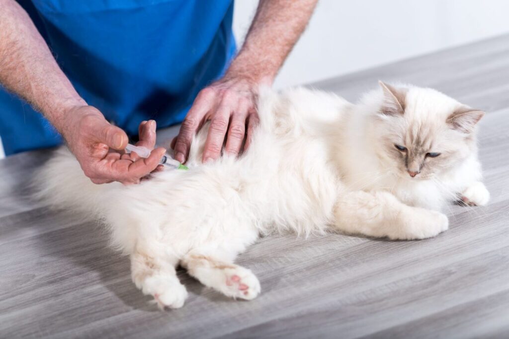 Lekarz weterynarii szczepiący kota