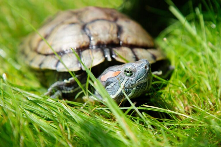 Żółw czerwonolicy na trawie