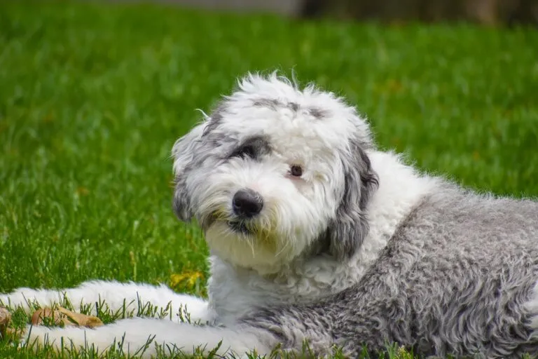 Sheepadoodle Portret sheepadoodle