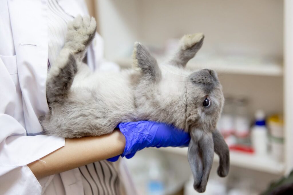 Badanie królika przed zabiegiem
